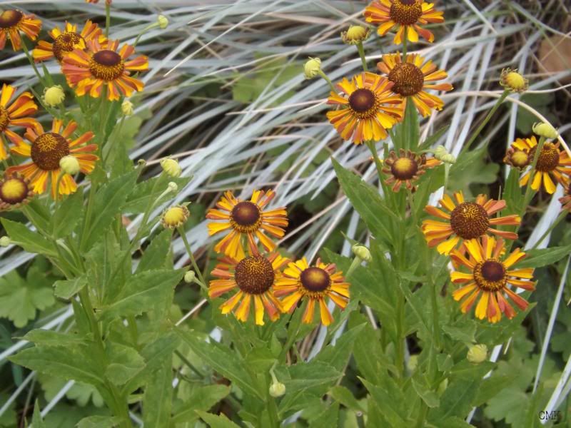 Helenium 'Tie Dye' photo heleniumtiedye_zps6377f98f.jpg
